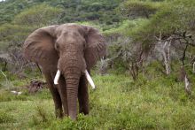 Mkuze Falls Lodge Elephant Photo