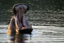 Mkuze Falls Lodge Hippo Photo