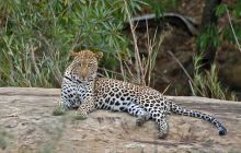 Mkuze Falls Lodge Leopard Photo