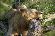 Mkuze Falls Lodge Lion Photo #1