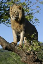 Mkuze Falls Lodge Lion Photo #3