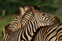 Mkuze Falls Lodge Zebra Photo