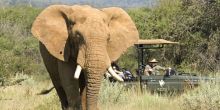 Molori bull game drive