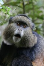 Close-up monkey shot at Mount Gahinga Lodge, Mgahinga National Park, Uganda