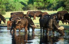 Mowana Safari Lodge - Water Buffalo