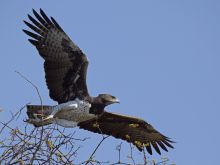 Musanza Tented Camp, Kafue National Park, Zambia Â© Martin Benadie