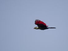 Musanza Tented Camp, Kafue National Park, Zambia Â© Martin Benadie