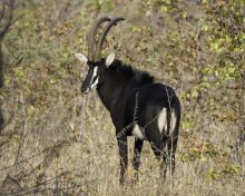 Mvuu Wilderness Lodge, Liwonde National Park, Malawi Â© Dana Allen