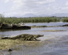 Mvuu Wilderness Lodge, Liwonde National Park, Malawi Â© Dana Allen