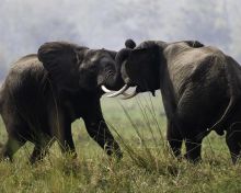 Mvuu Wilderness Lodge, Liwonde National Park, Malawi Â© Dana Allen