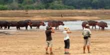 Mwaleshi Camp walking safari hippos