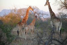 N'Kaya Lodge - Giraffes