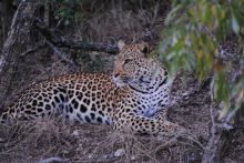 N'Kaya Lodge - Leopard