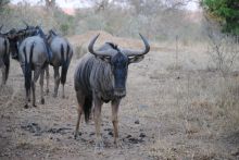 N'Kaya Lodge - Wildebeests