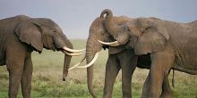 Ngorongoro Crater - Elephants