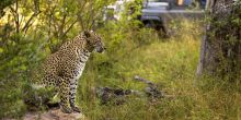 Leopard on Game Drive