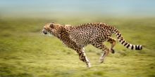 Cheetah Conservation Fund Visit