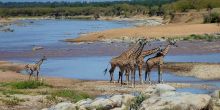 Unique River Camp Giraffes wanting to cross the Mara River