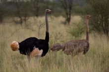 Offbeat Meru Camp, Meru National Park, Kenya