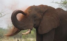 Offbeat Meru Camp, Meru National Park, Kenya