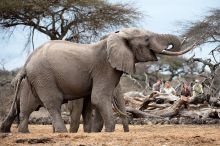 Ol Donyo Wuas, Chyulu Hills, Kenya