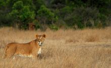  Lion at Sanctuary at Ol Lentille, Laikipia, Kenya