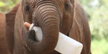 Olare playing with her bottle at The Daphne Sheldrick Elephant Orphanage, Nairobi, Kenya