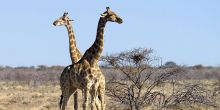 Onguma Tented Camp, Etosha National Park, Namibia