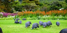 Guinea fowl gather on the lawns at Kirstenbosch Gardens, Cape Town, South Africa
