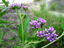 Local flowers at Mihingo Lodge, Lake Mburo National Park, Uganda (Mango Staff photo)
