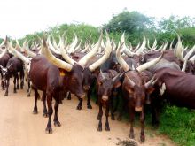 A herd of local livestock at Mihingo Lodge, Lake Mburo National Park, Uganda (Mango Staff photo)