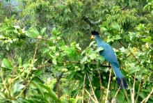 Stunning local bird life at Ndali Lodge, Kibale Forest National Park, Uganda (Mango Staff photo)
