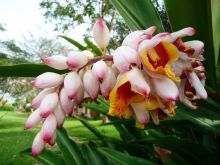 Beautiful gardens at Ndali Lodge, Kibale Forest National Park, Uganda (Mango Staff photo)