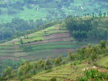Scenery at Virunga Lodge, Volcanoes National Park, Uganda (Mango Staff photo)