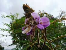 Gardens at Virunga Lodge, Volcanoes National Park, Uganda (Mango Staff photo)
