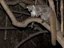 Pafuri Camp, Kruger National Park, South Africa Â© Dana Allen