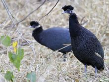 Pafuri Camp, Kruger National Park, South Africa Â© Dana Allen
