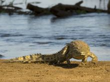 Pafuri Camp, Kruger National Park, South Africa Â© Dana Allen