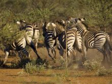 Pafuri Wilderness Trails, Kruger National Park, South Africa Â© Caroline Culbert