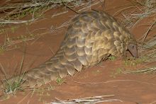 Pangolin- Tswalu Kalahari, Twsalu Kalahari, South Africa