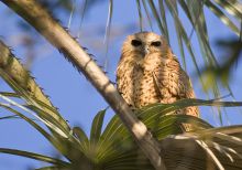 A fishing owl at Guma Lagoon Camp, Okavango Delta, Botswana