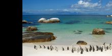 The truly unique sight of penguins on a white sand beach at Boulders Beach, Cape Town, South Africa
