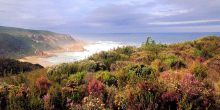 The coastline while flowering at Pezula Resort and Spa, Knysna, South Africa