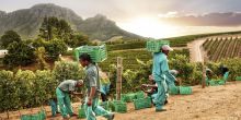 A busy harvest in the vineyard at Delaire Graff, Stellenbosch, South Africa
