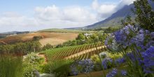 Delicate blooms in the gardens blend beautifully with the rows of the vineyard at Delaire Graff, Stellenbosch, South Africa