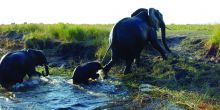 Chobe National Park Elephants
