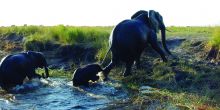 A family of elephants in Chobe National Park, Botswana