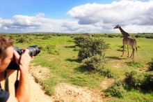 Photographing giraffes at Shamwari Long Lee Manor, Shamwari Game Reserve, South Africa