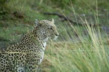 Pom Pom Camp, Okavango Delta, Botswana