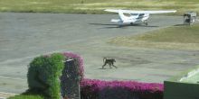 Cessna 182 and baboon